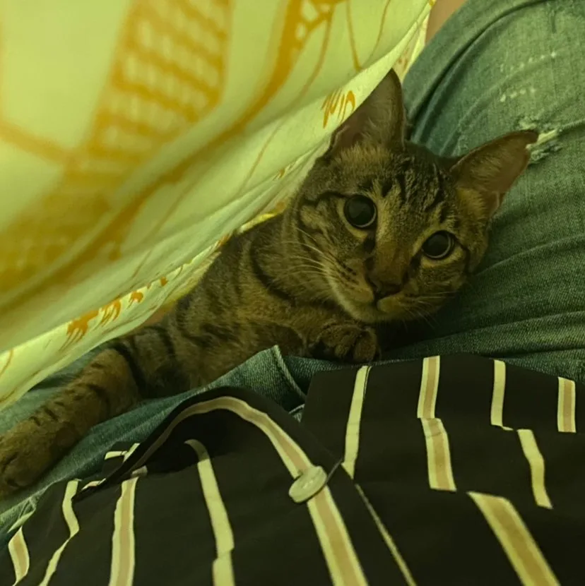 旅行猫咪【汐止】 【猫旅馆】 - China pet otel görseli 4