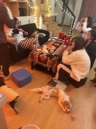 宠物民宿 认识宠物和热心的朋友 - China pet otel görseli 3