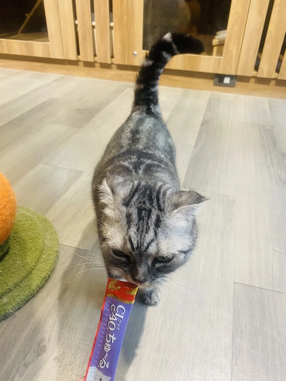 貓宿日和 Cat Hotel (原城市貓旅) - China pet otel