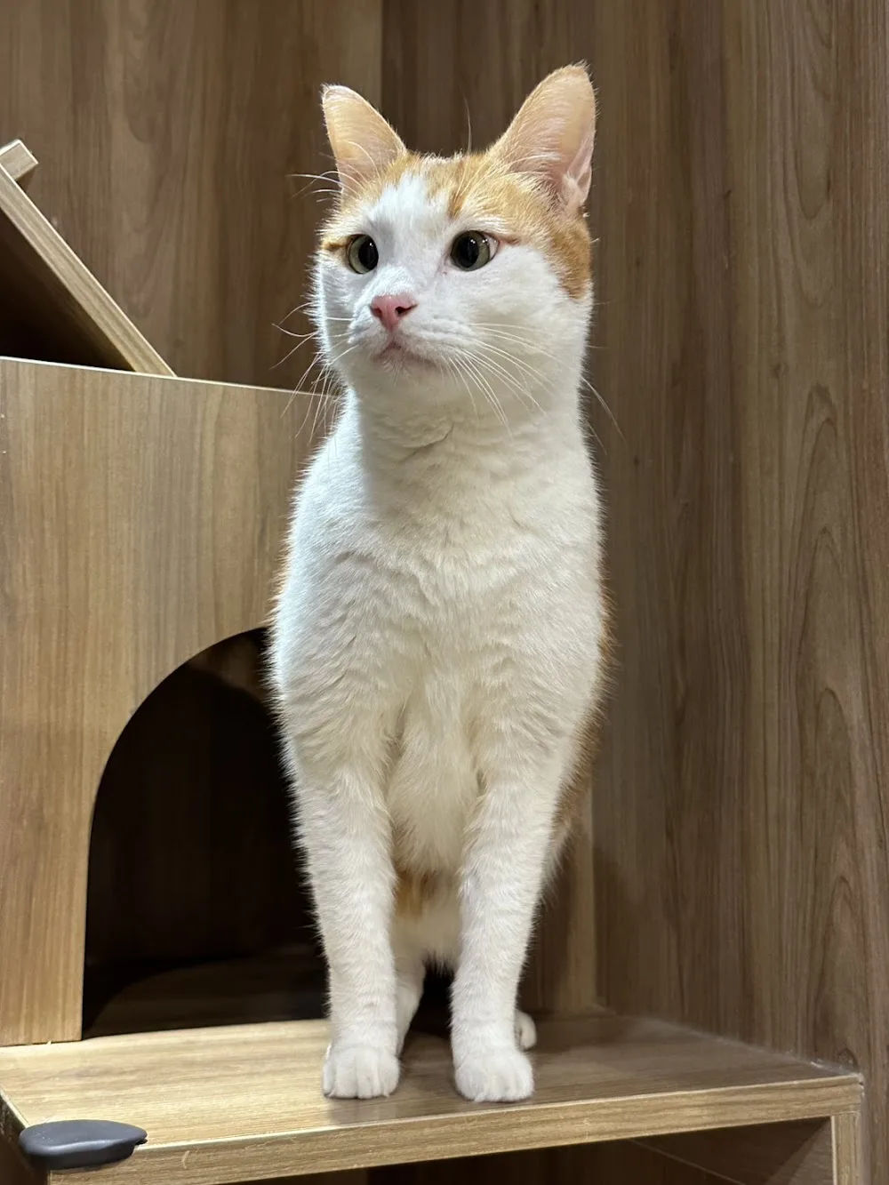 貓宿日和 Cat Hotel (原城市貓旅) - China pet otel görseli 3