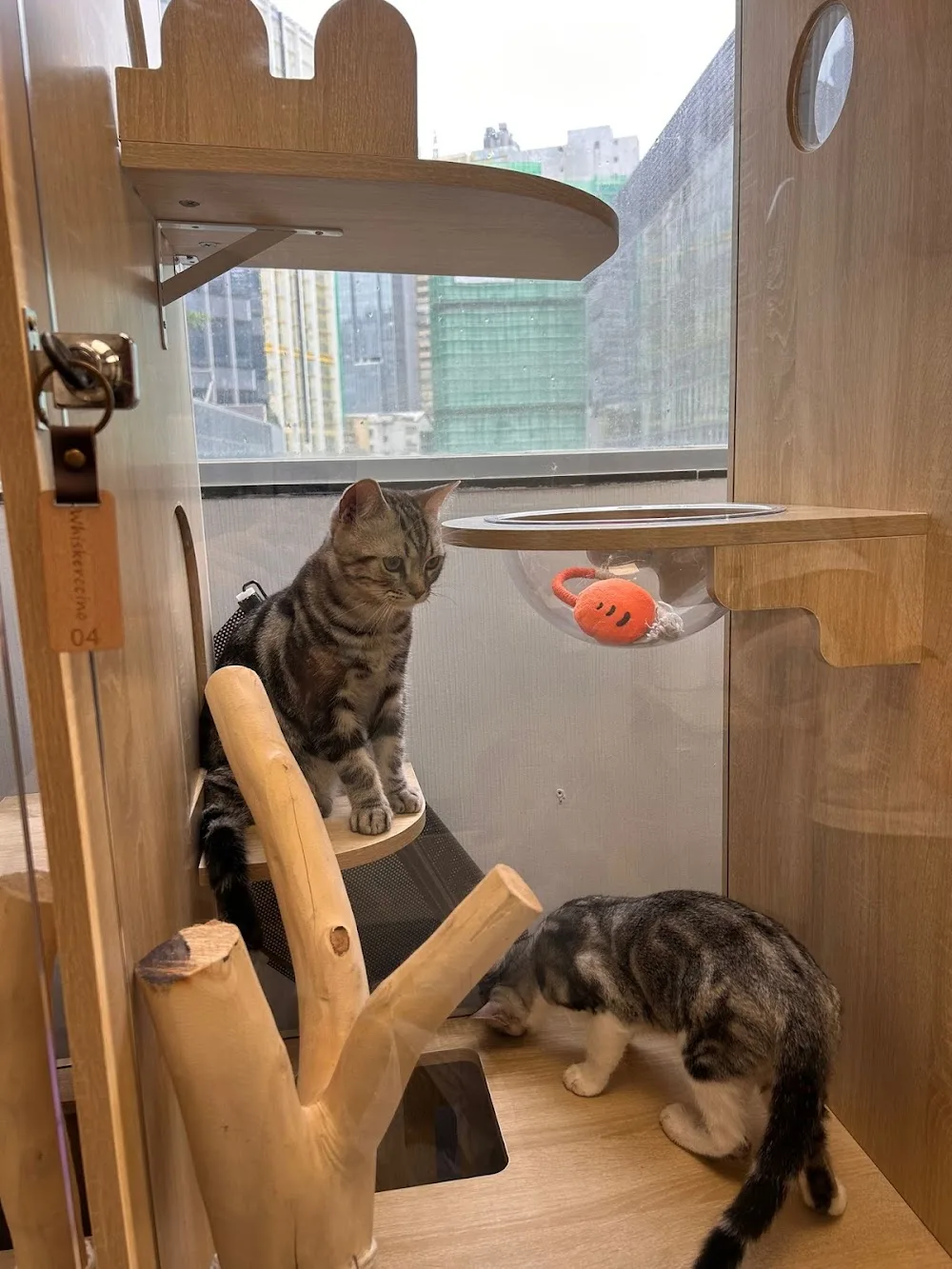 Cozy Cat Retreat 貓二家 (Cat hotel/ 貓酒店） - China pet otel görseli 3