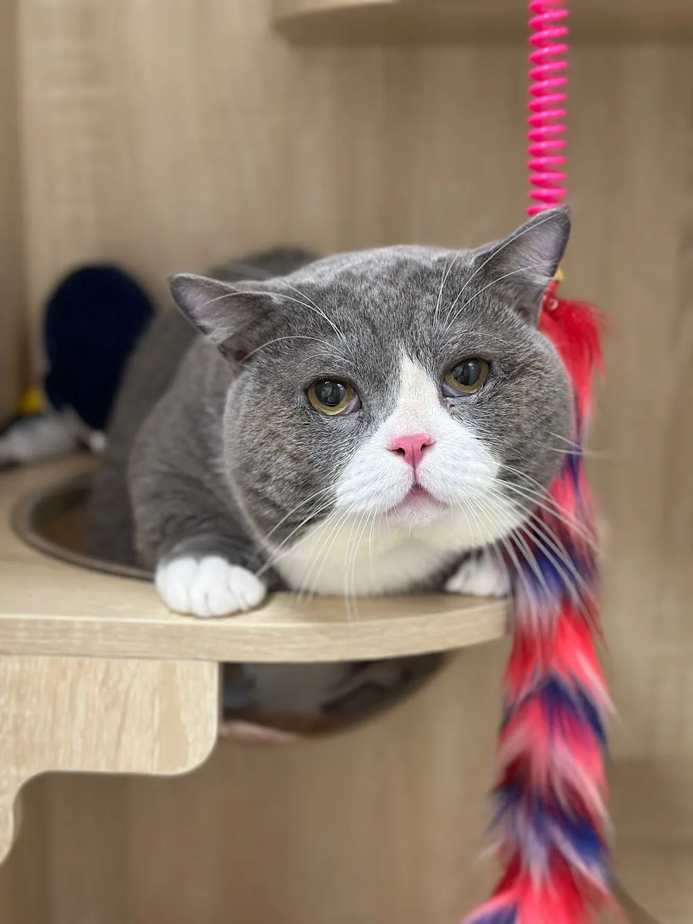 Cozy Cat Retreat Cat Hotel 貓二家貓酒店 - China pet otel