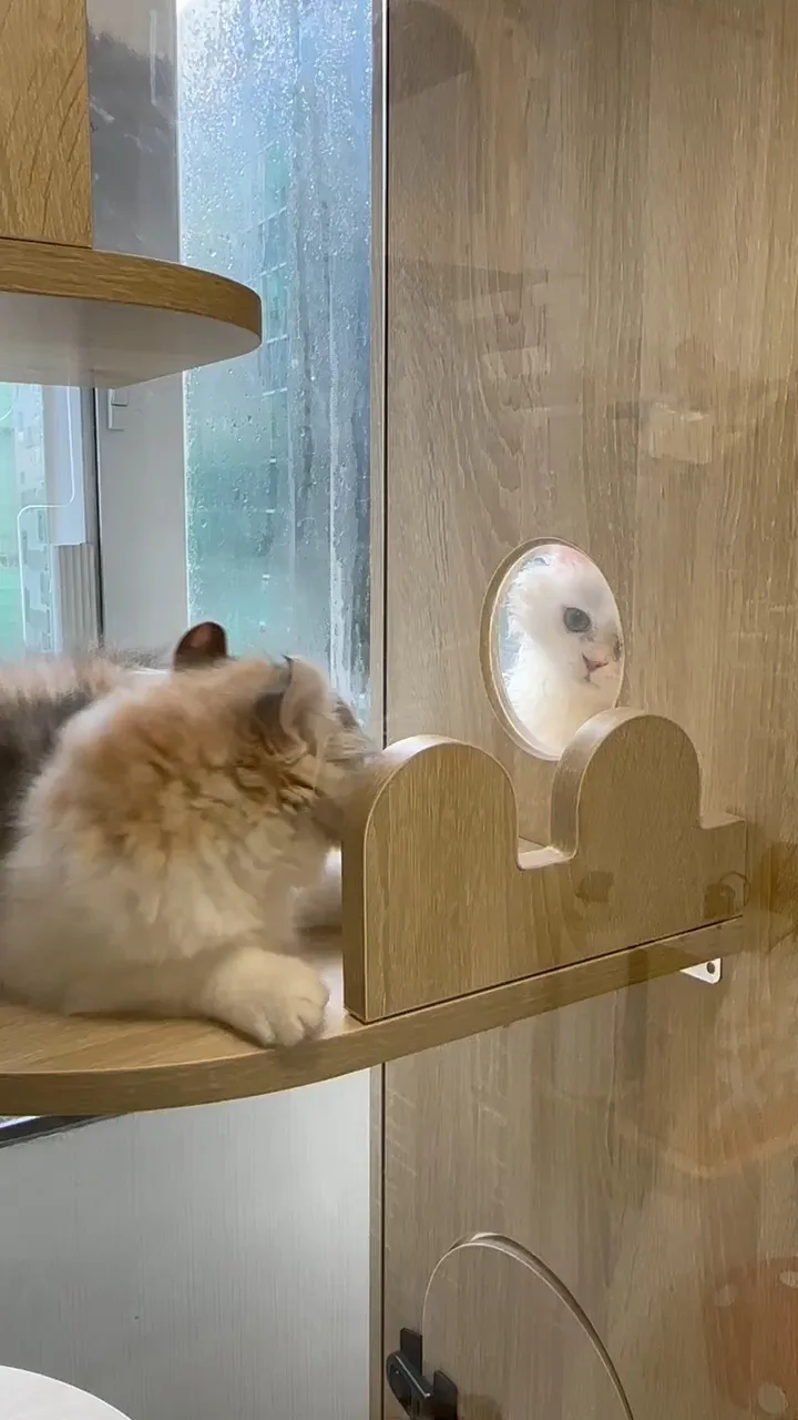 Cozy Cat Retreat Cat Hotel 貓二家貓酒店 - China pet otel görseli 3