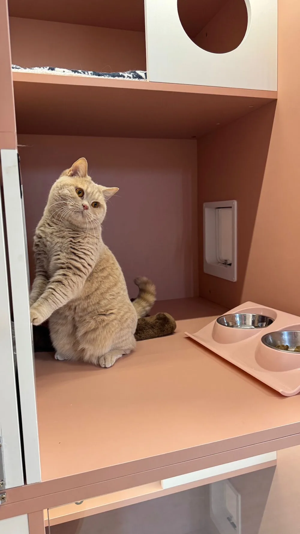 Honey Cat Hotel貓蜜酒店(純貓酒店) - China pet otel
