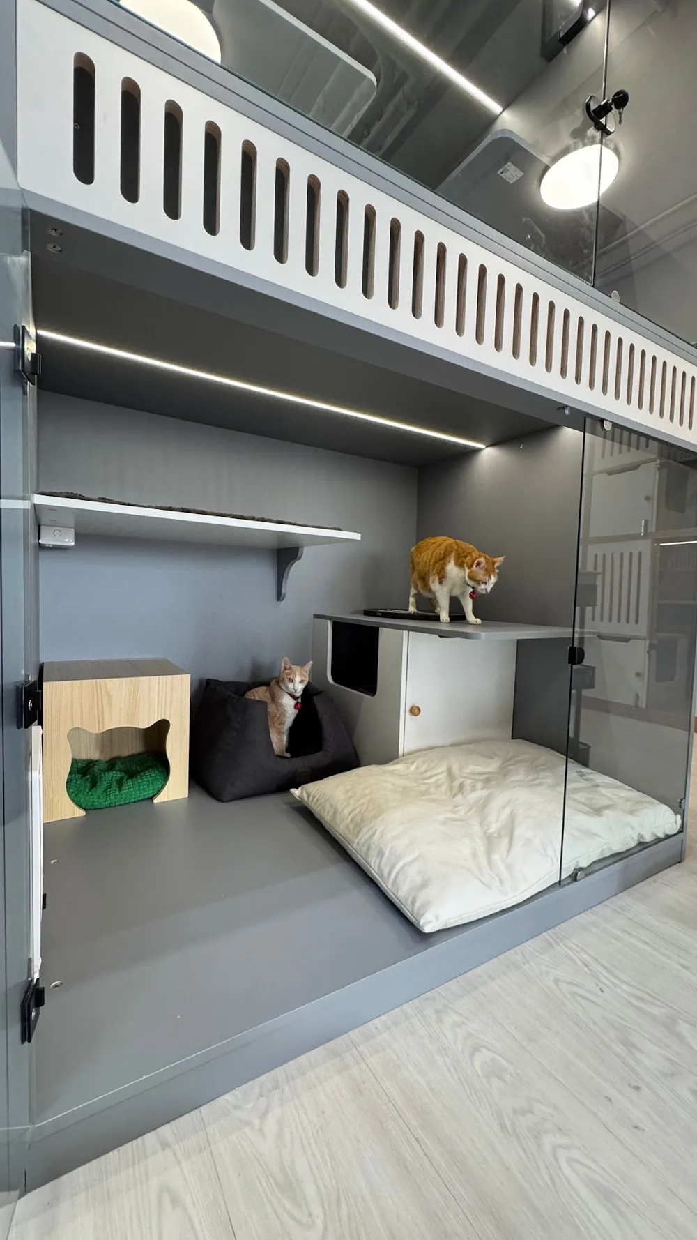 Honey Cat Hotel貓蜜酒店(純貓酒店) - China pet otel görseli 3