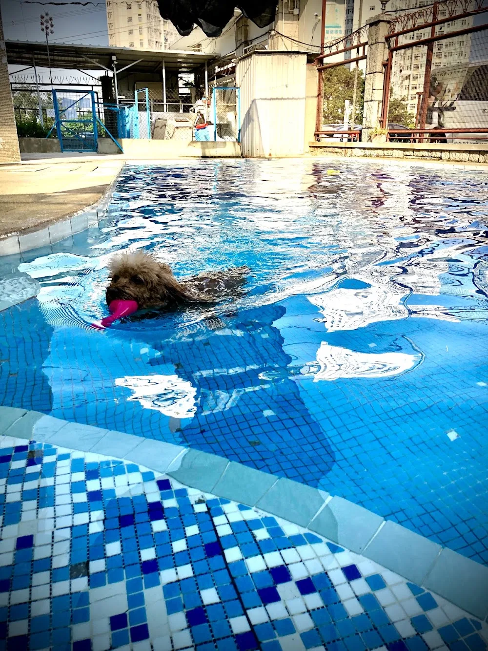 Pet Oasis, Natural Choice Pet Hotel - China pet otel görseli 3