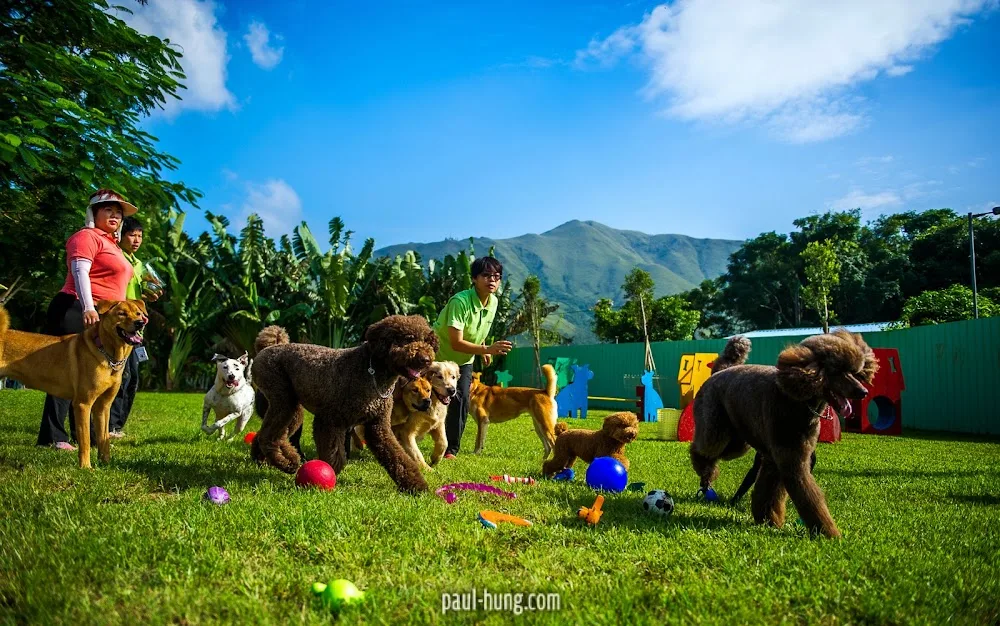 Petworldresort - China pet otel