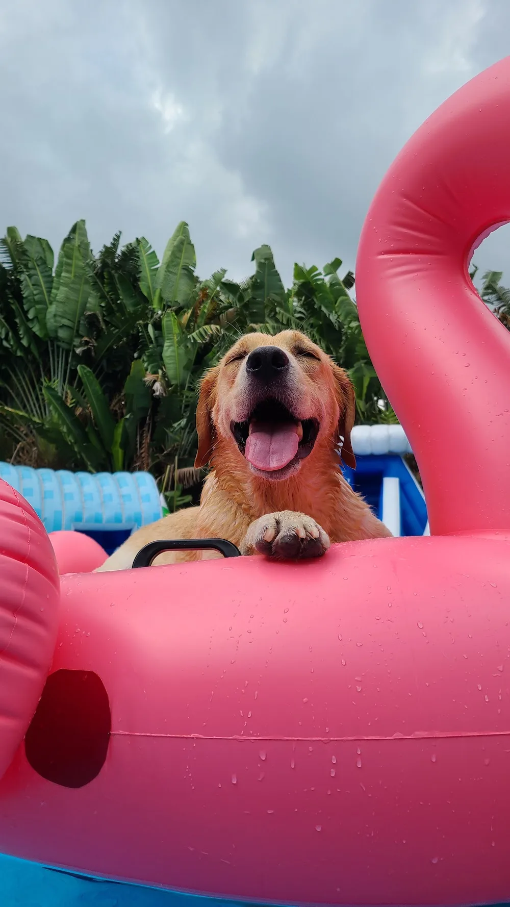 Petworldresort - China pet otel görseli 3