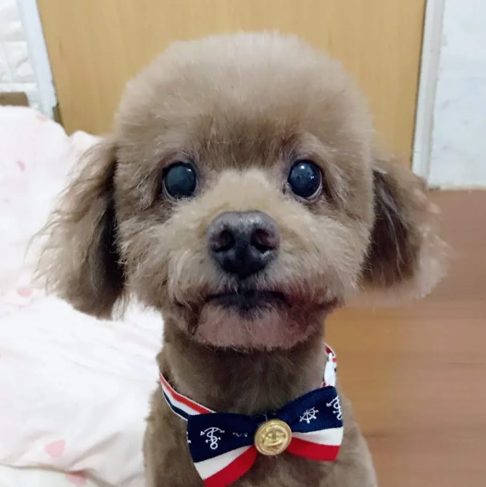 Star Cats Hotel 星寵貓旅 ｜貓咪住宿｜洗澡美容｜貓咪美容｜碳酸SPA - China pet otel görseli 5