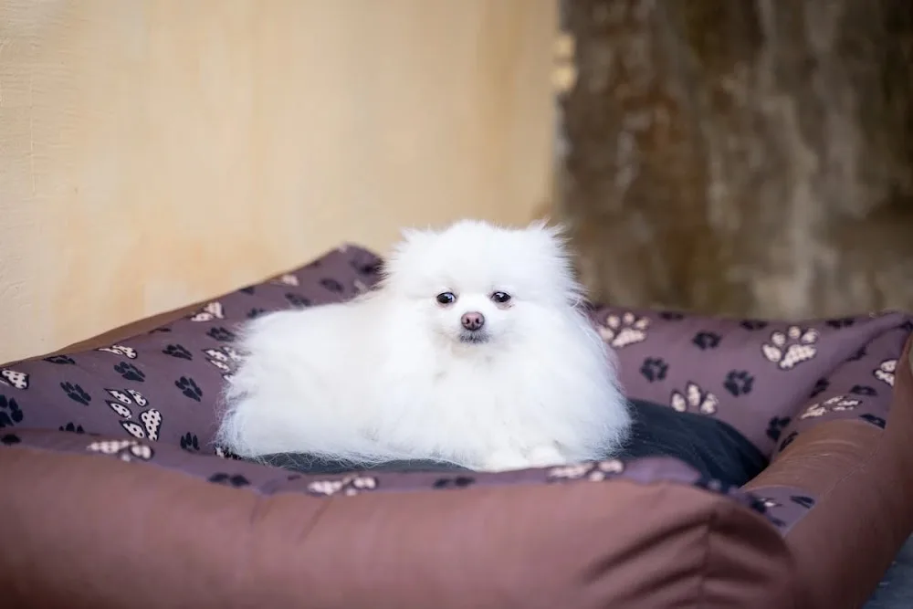 Hotel pro zvířata v Teplicích psů teplice koček psí hotel - Chomutov pet otel görseli 6