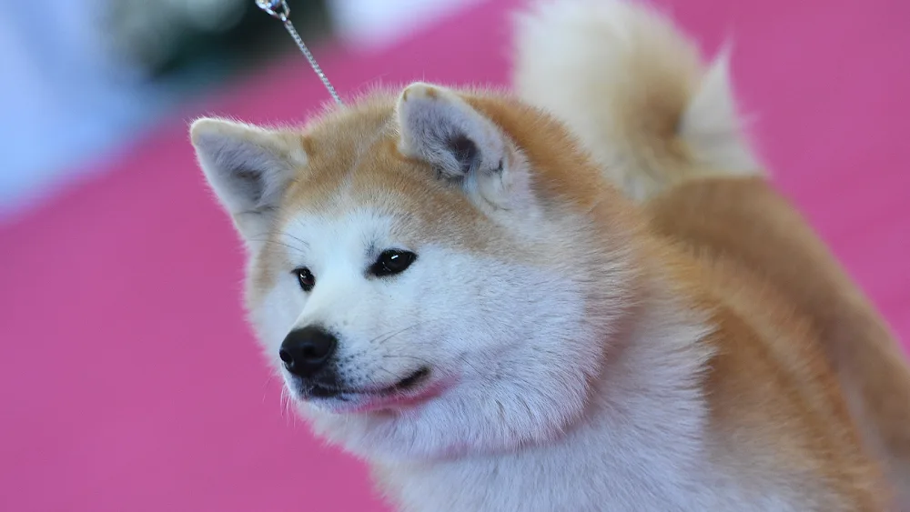 Ken'Ichi Ai - Chovatelská stanice Akita Inu, Japanese Akita kennel & breeder, - Chomutov pet otel