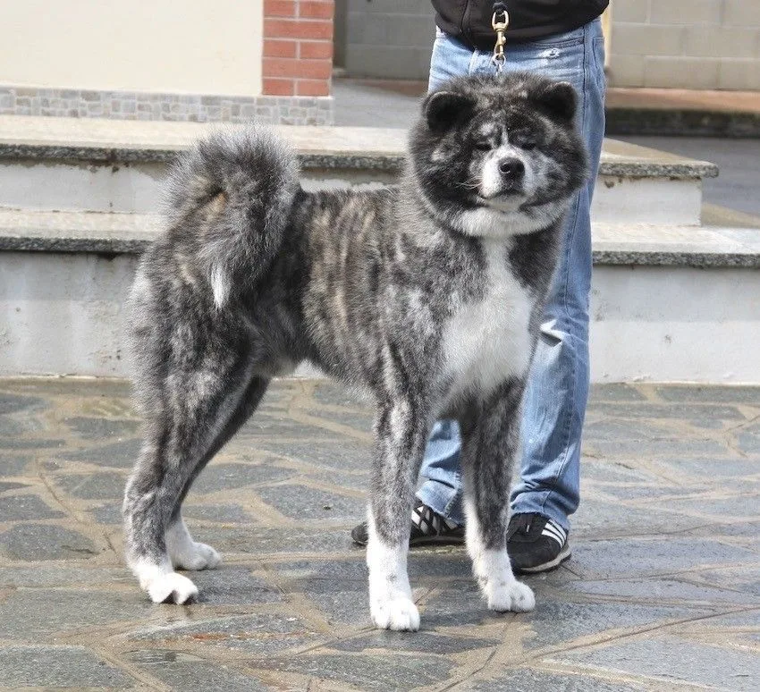 Ken'Ichi Ai - Chovatelská stanice Akita Inu, Japanese Akita kennel & breeder, - Chomutov pet otel görseli 3