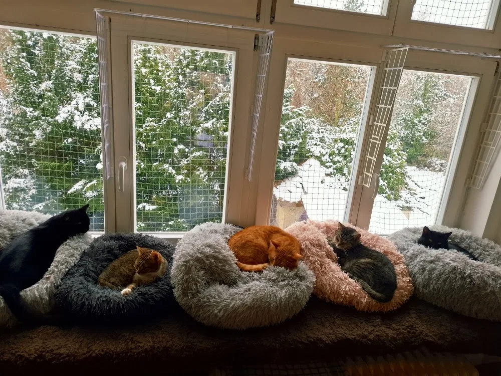 Kočičí tlapky Žatec, z.s. - Chomutov pet otel görseli 3