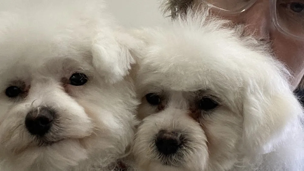 Doggy HomeStay - Christchurch pet otel