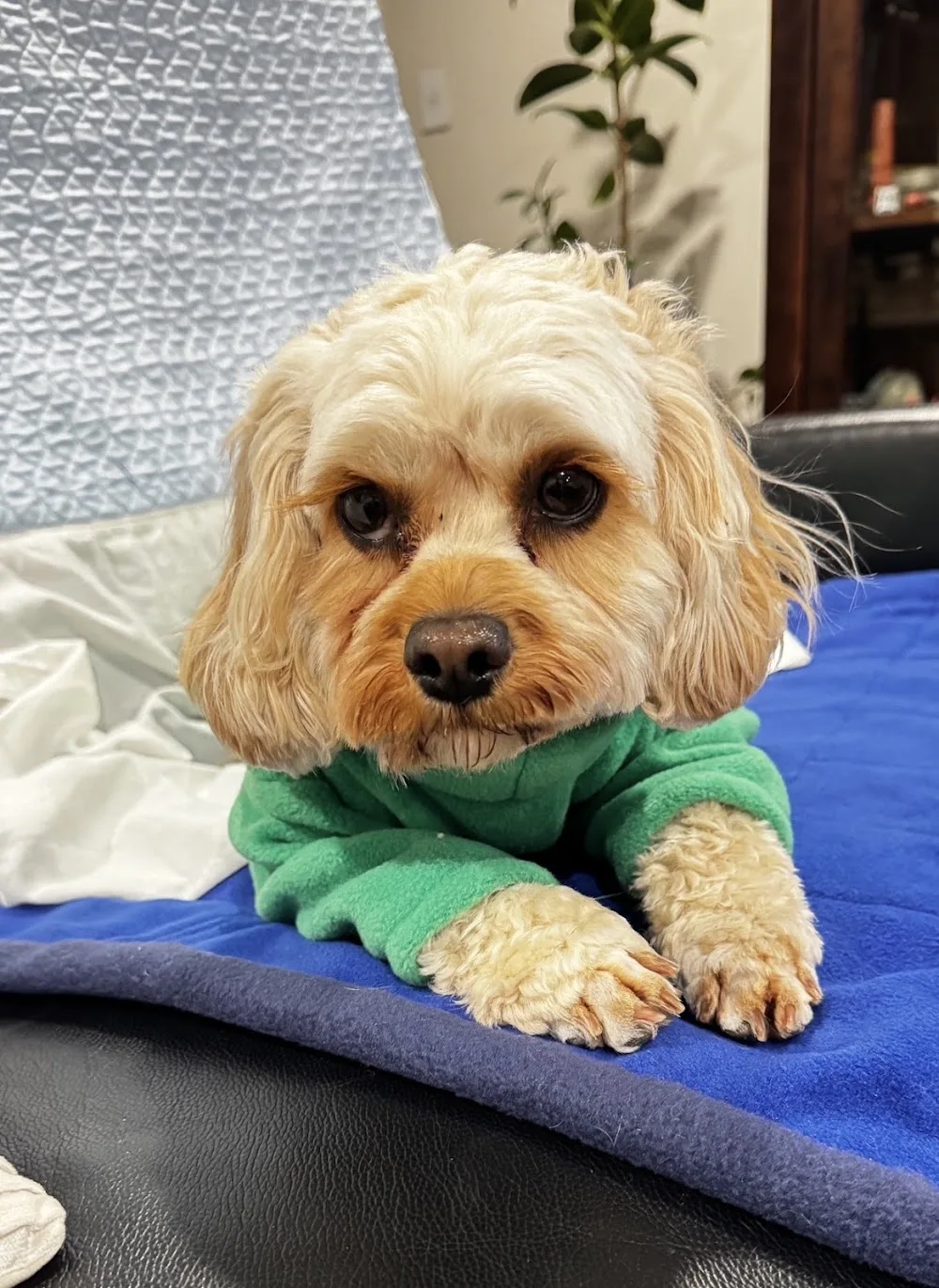 Doggy HomeStay - Christchurch pet otel görseli 3