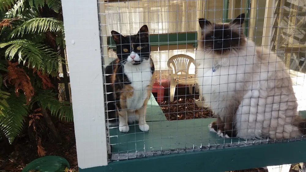 Ethsome Cattery - Christchurch pet otel görseli 2