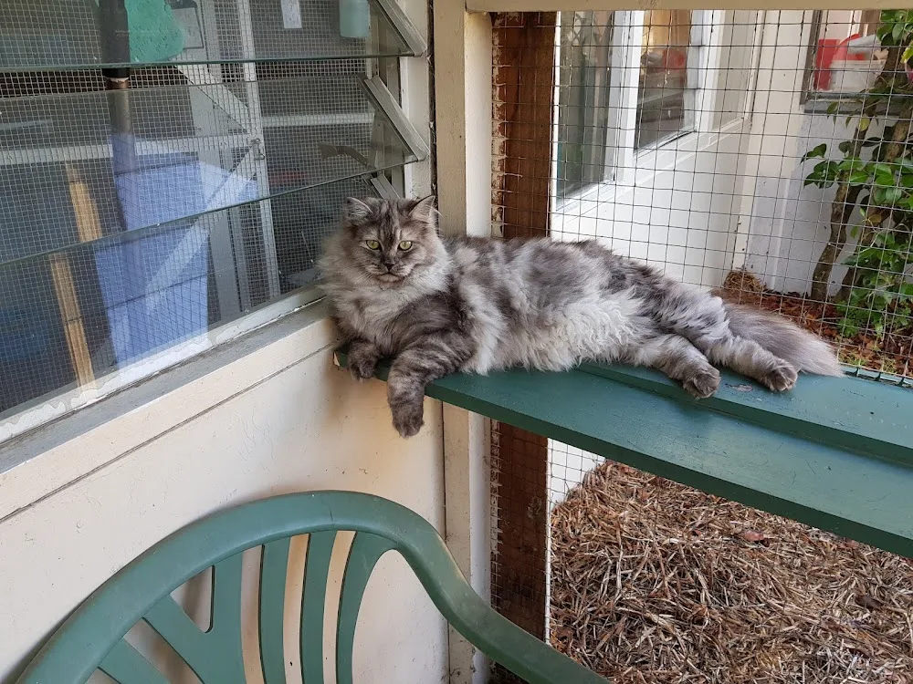 Ethsome Cattery - Christchurch pet otel görseli 3