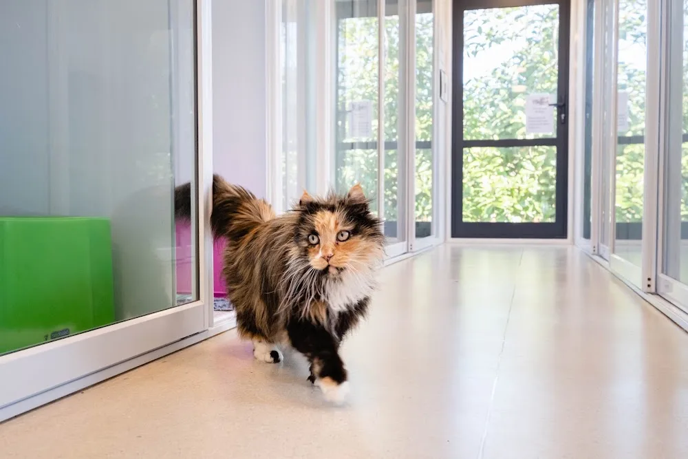 Woodend Cattery - Christchurch pet otel görseli 3