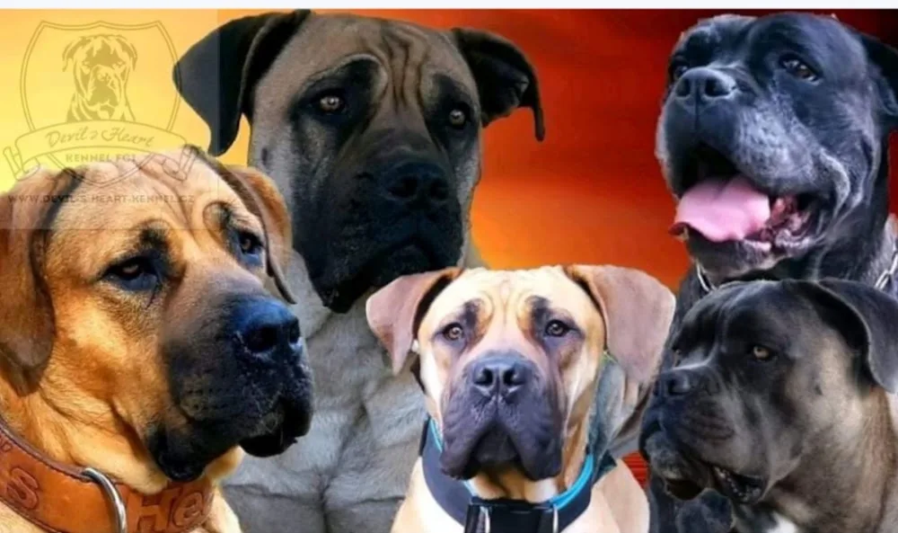 Kennel Devil's Heart chov plemene Boerboel - Chrudim pet otel