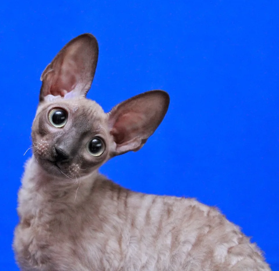 Питомник Корниш Рекс "County Rex" Cornish Rex cattery. - Chuvash pet otel