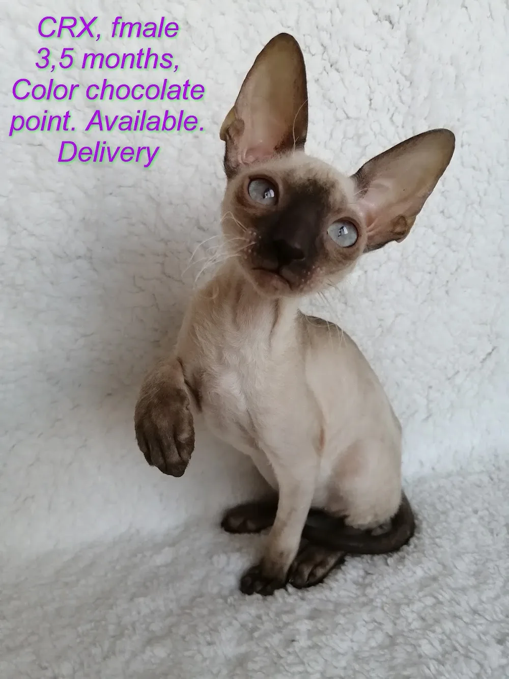 Питомник Корниш Рекс "County Rex" Cornish Rex cattery. - Chuvash pet otel görseli 3