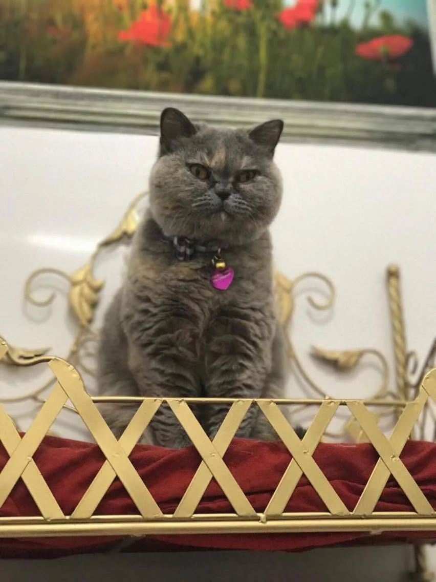 Aristocat Hotel Cattery - City of Kingston upon Hull pet otel