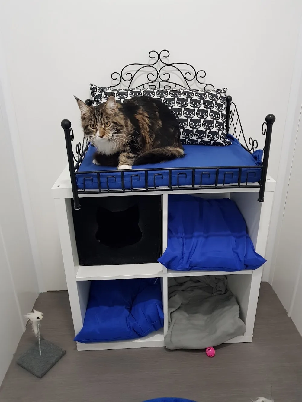 Aristocat Hotel Cattery - City of Kingston upon Hull pet otel görseli 3