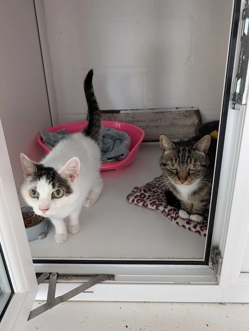 Beechwood Cattery - City of Kingston upon Hull pet otel görseli 3