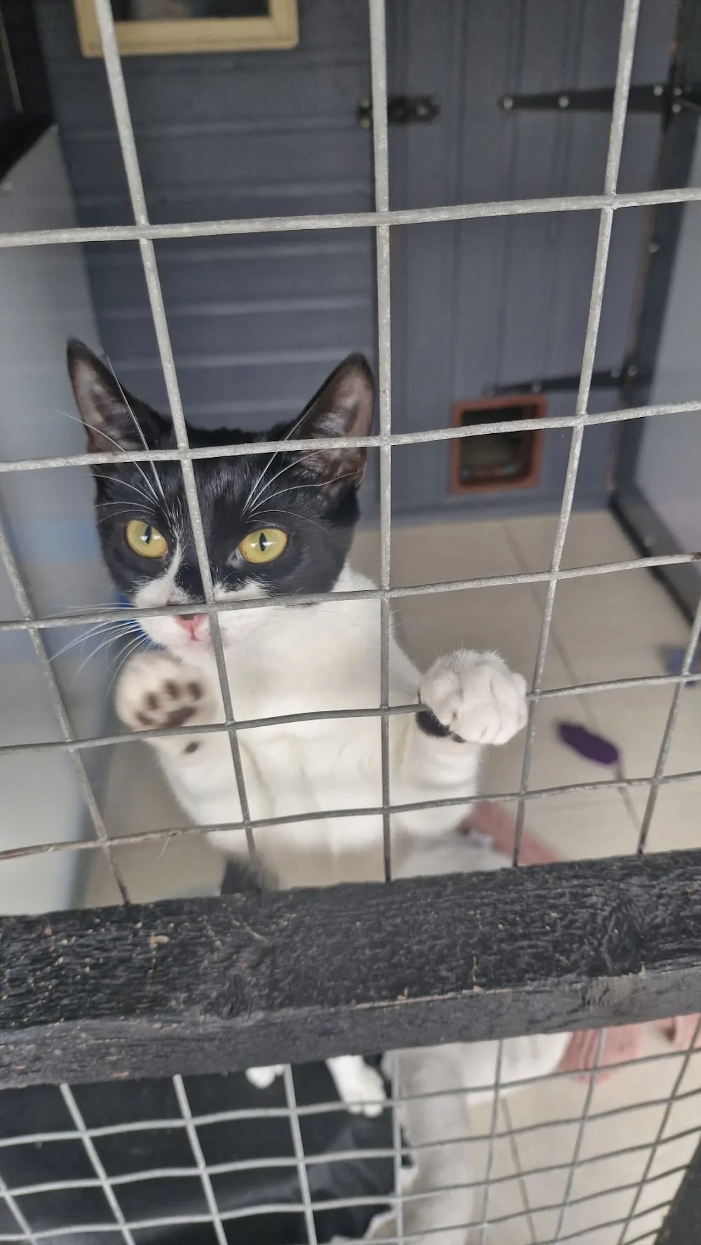 Brooklynne Cattery - City of Kingston upon Hull pet otel görseli 3