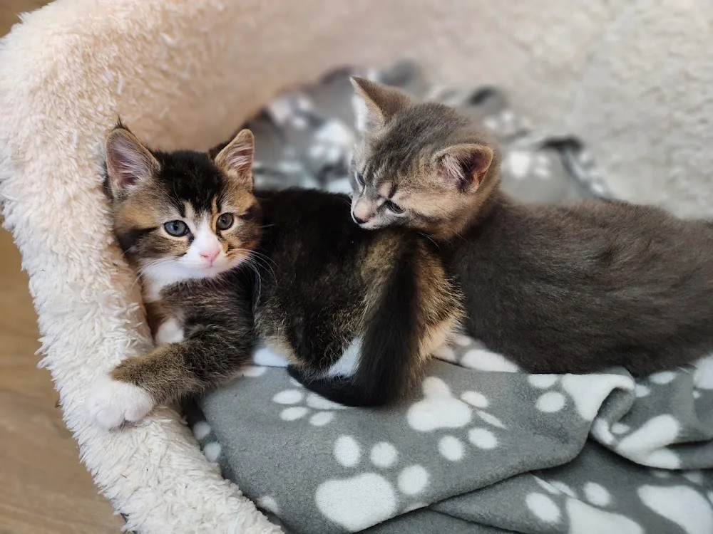 Cat Nap Nanny! Cat Sitter - City of Kingston upon Hull pet otel görseli 3
