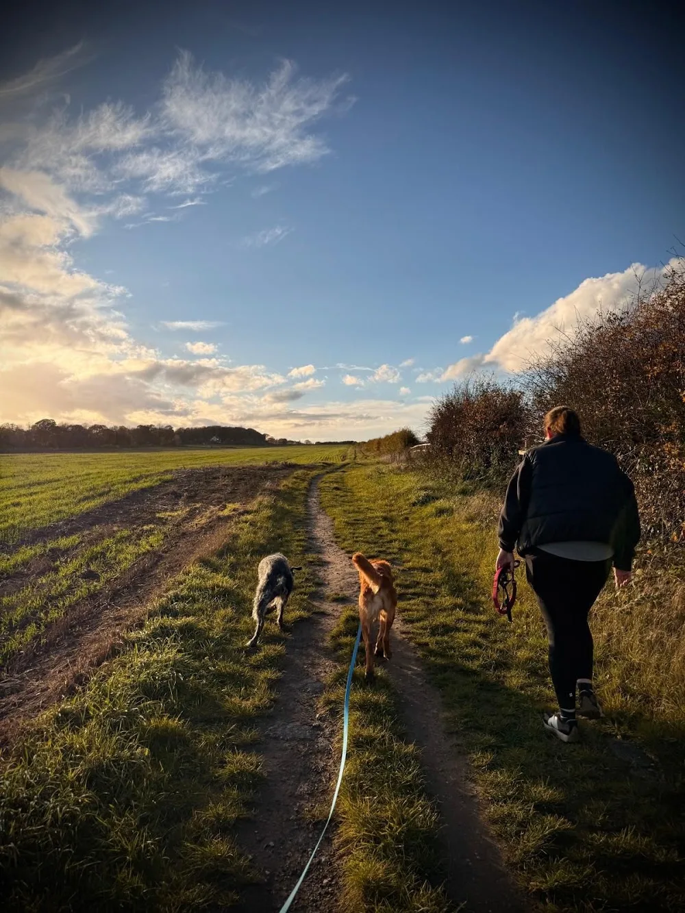 Curious Canine Dog Walking & Pet Services - City of Kingston upon Hull pet otel görseli 3