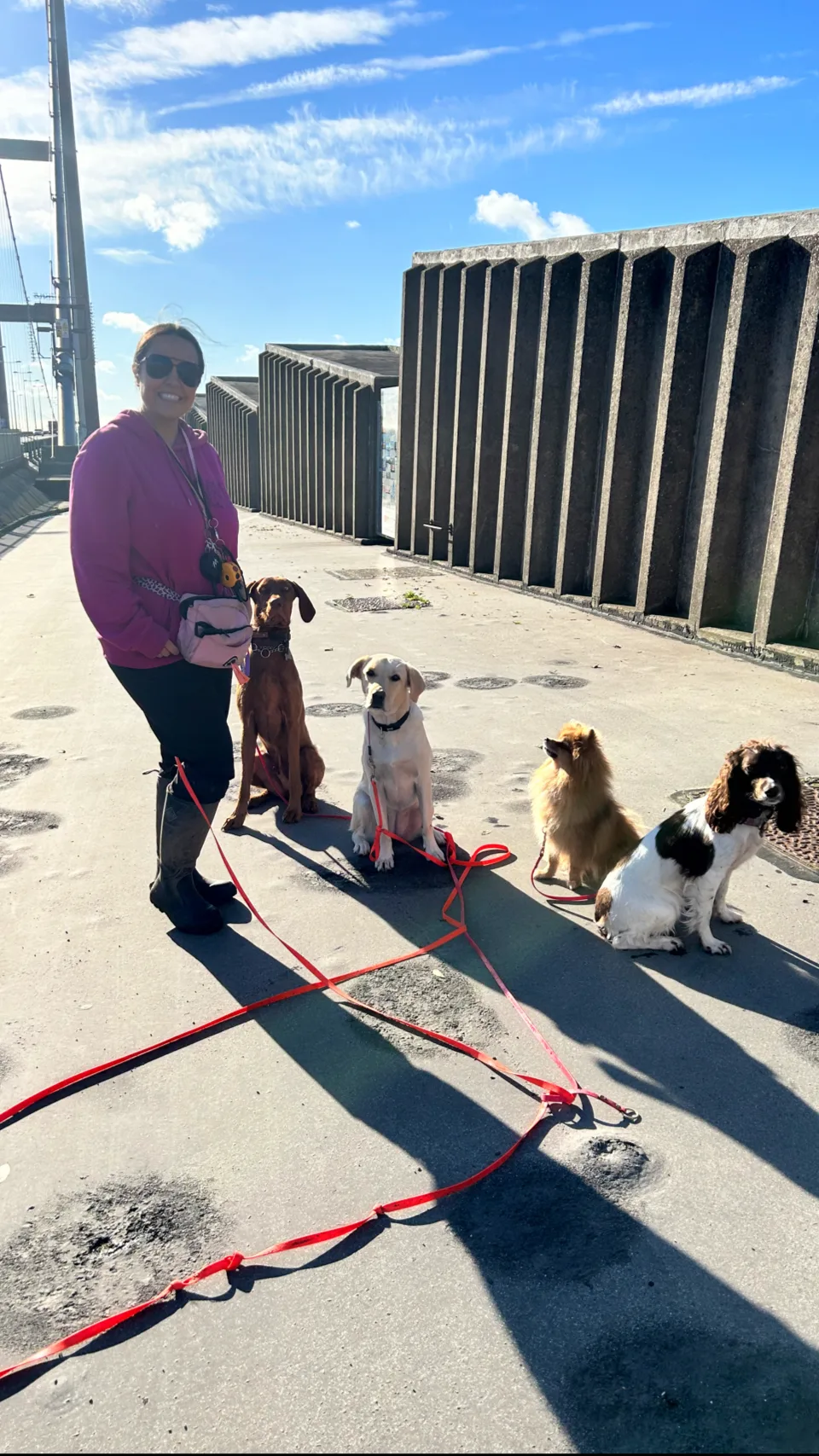 Dyson’s Dog School - Training, Walking and Boarding - City of Kingston upon Hull pet otel görseli 2