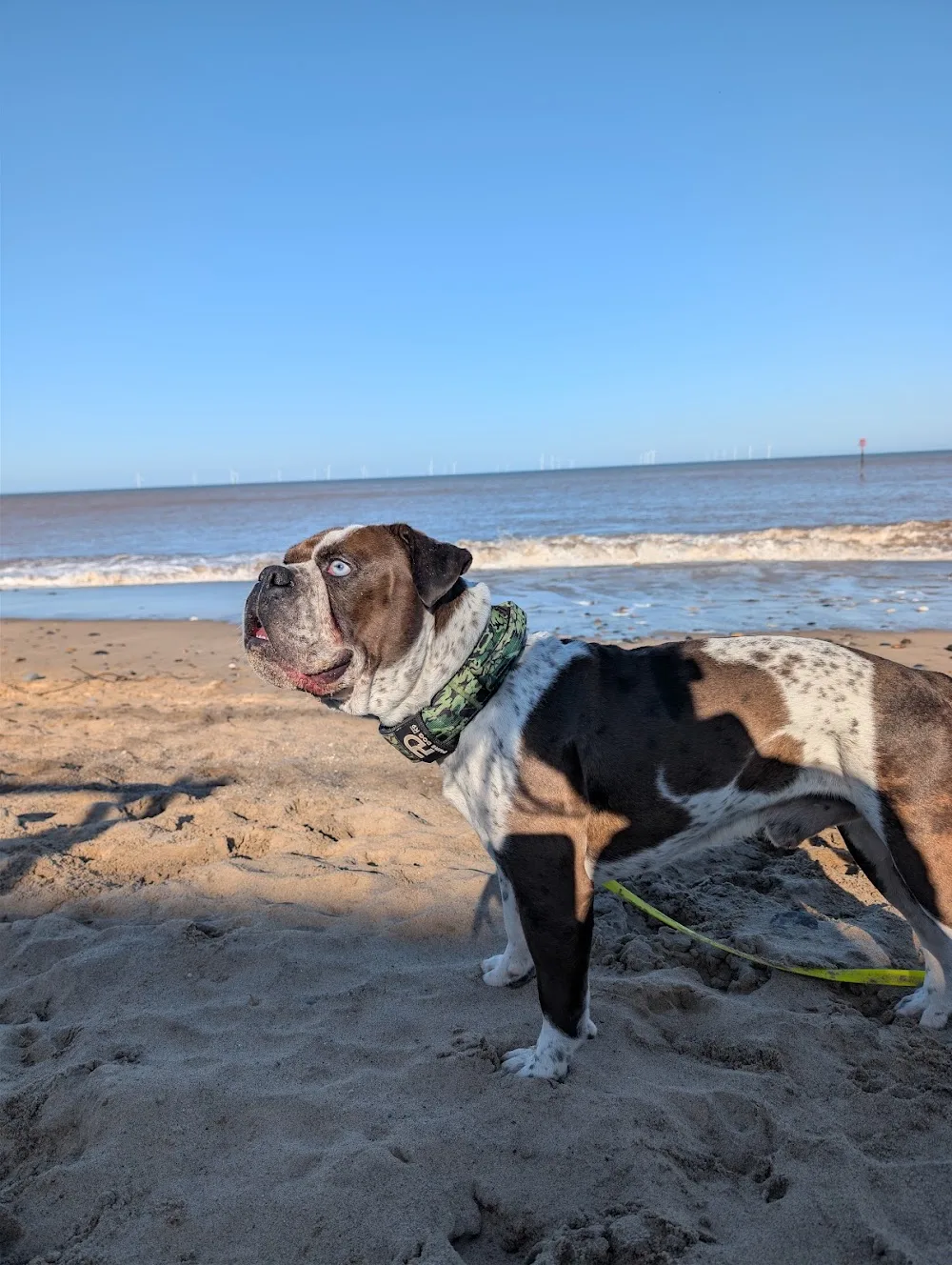 Dyson’s Dog School - Training, Walking and Boarding - City of Kingston upon Hull pet otel görseli 3