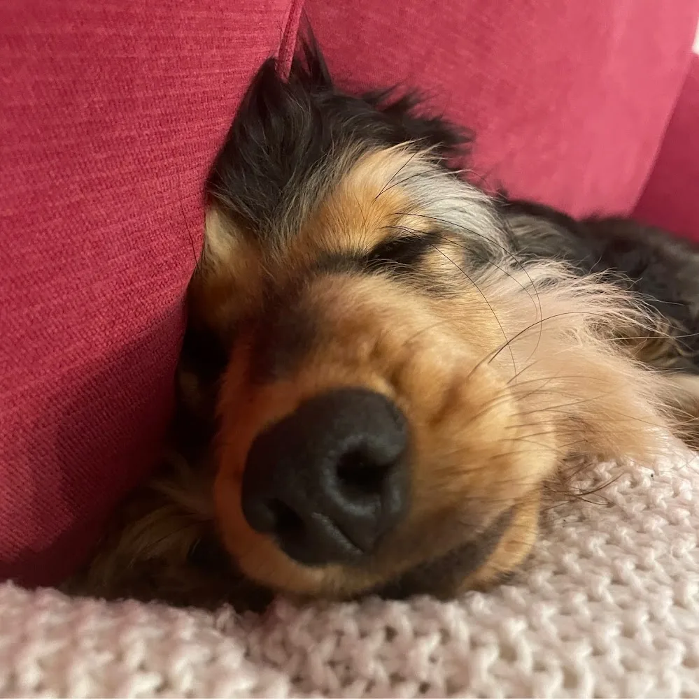 Dyson’s Dog School - Training, Walking and Boarding - City of Kingston upon Hull pet otel görseli 4