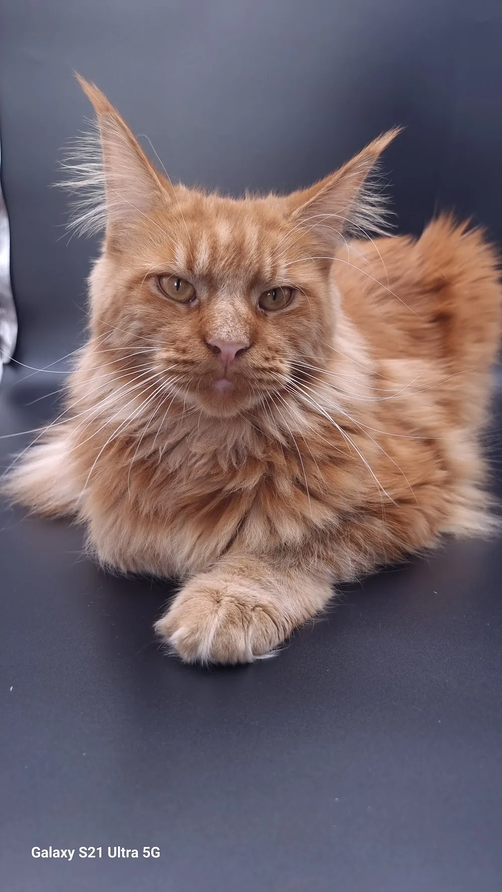 FluffyLu - Maine Coon Cattery - City of Kingston upon Hull pet otel görseli 2