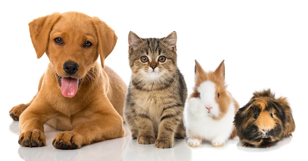 Home From Home Pet Care Ltd - City of Kingston upon Hull pet otel