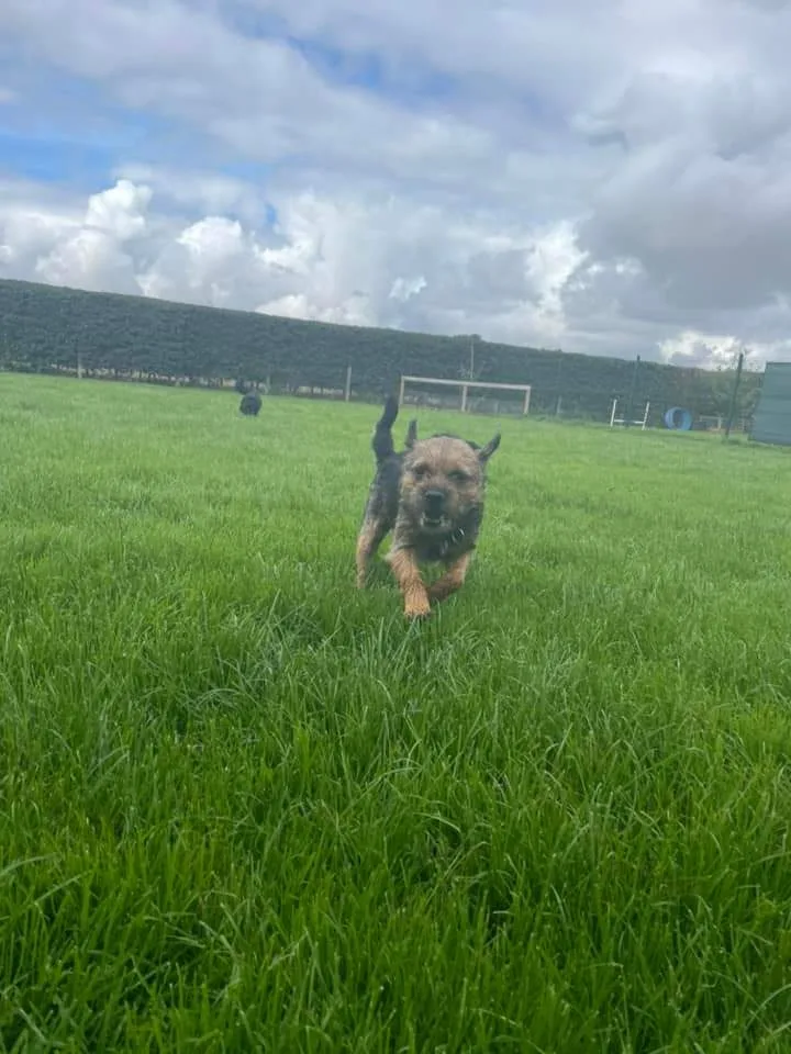 Home From Home Pet Care Ltd - City of Kingston upon Hull pet otel görseli 3
