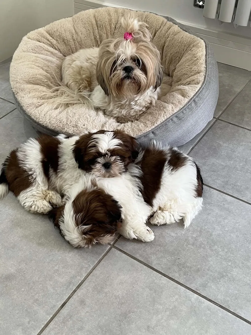 MAPIMAKASTAR SHIH TZU KENNEL - City of Kingston upon Hull pet otel görseli 3