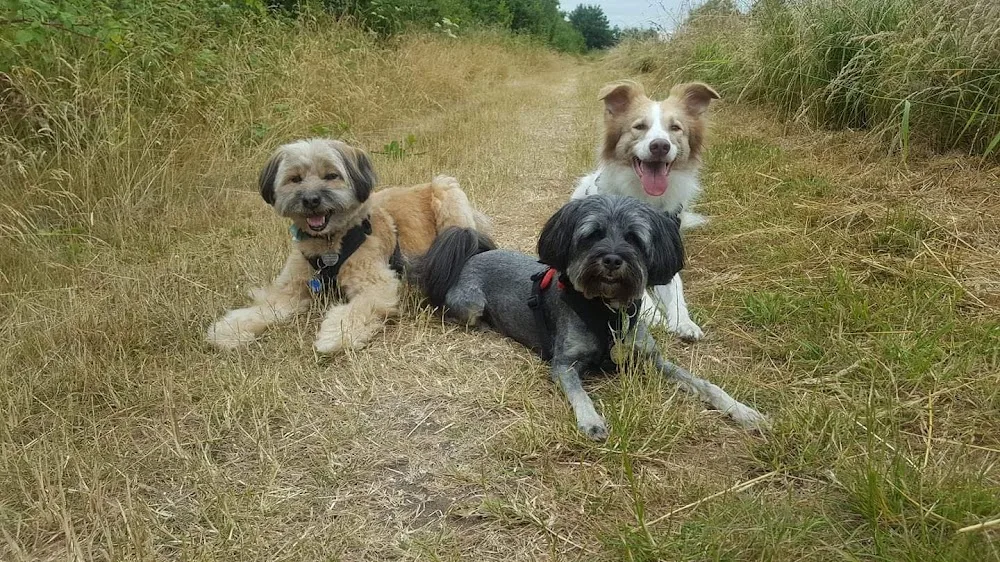 Muttlins Boarding Kennels - City of Kingston upon Hull pet otel görseli 2