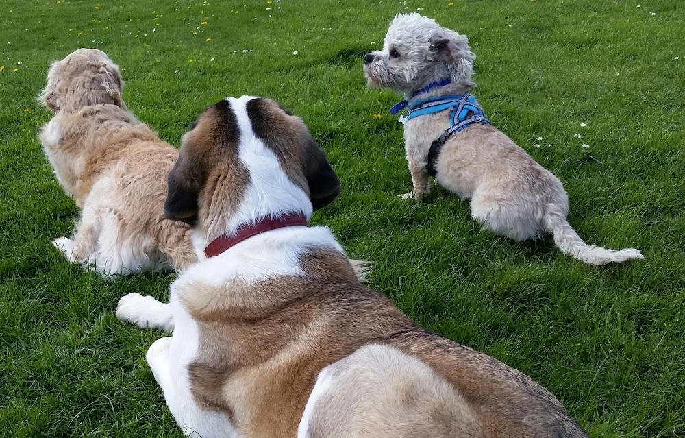 Muttlins Boarding Kennels - City of Kingston upon Hull pet otel görseli 3