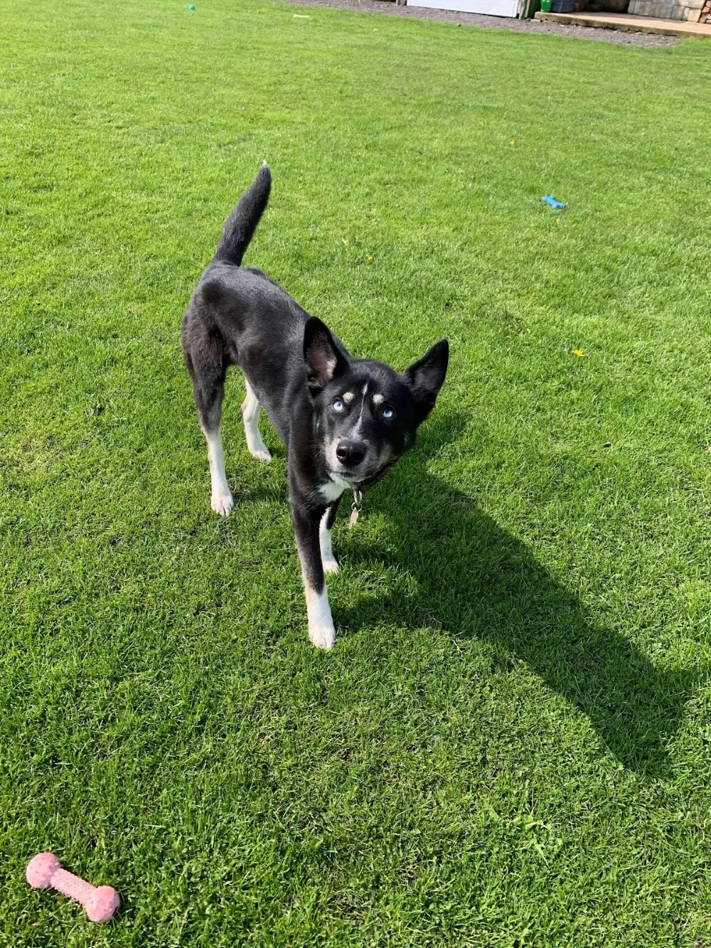 Riverbank Boarding Kennels - City of Kingston upon Hull pet otel görseli 3