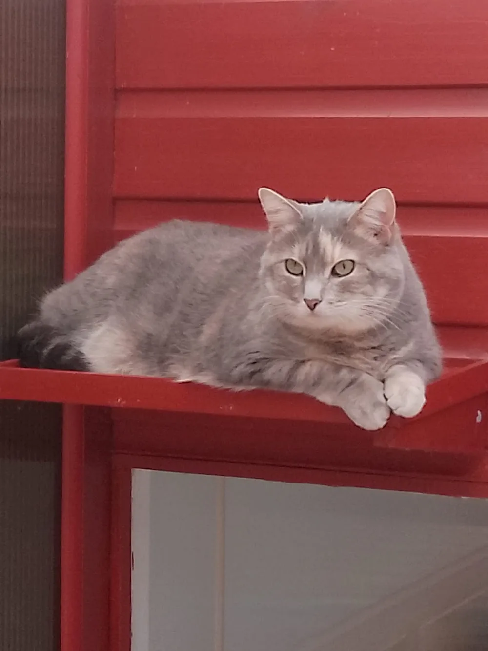 Rosedale Cattery - City of Kingston upon Hull pet otel görseli 2
