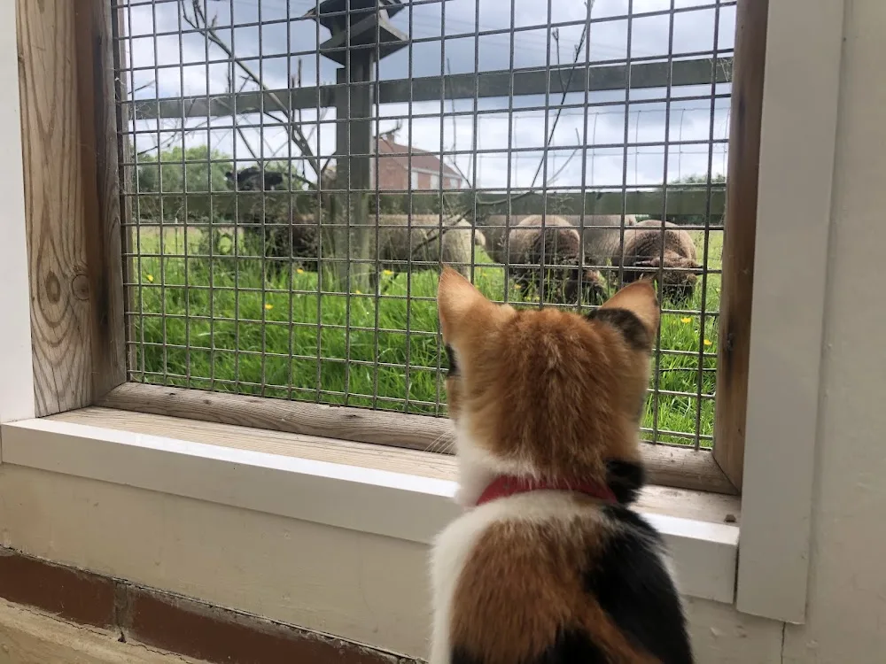 The Cats Whiskers Cattery East Yorkshire - City of Kingston upon Hull pet otel