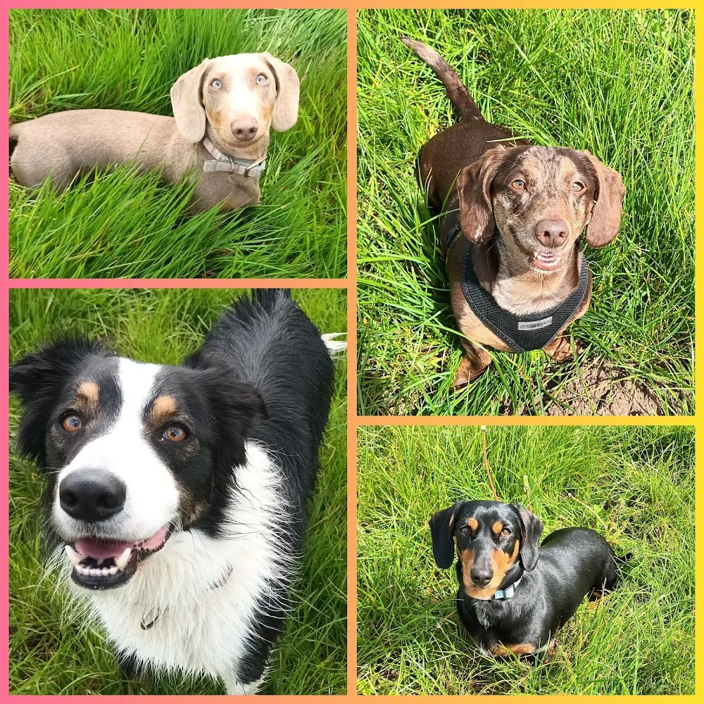 Amy K's Dog Boarding & Daycare - City of Southampton pet otel