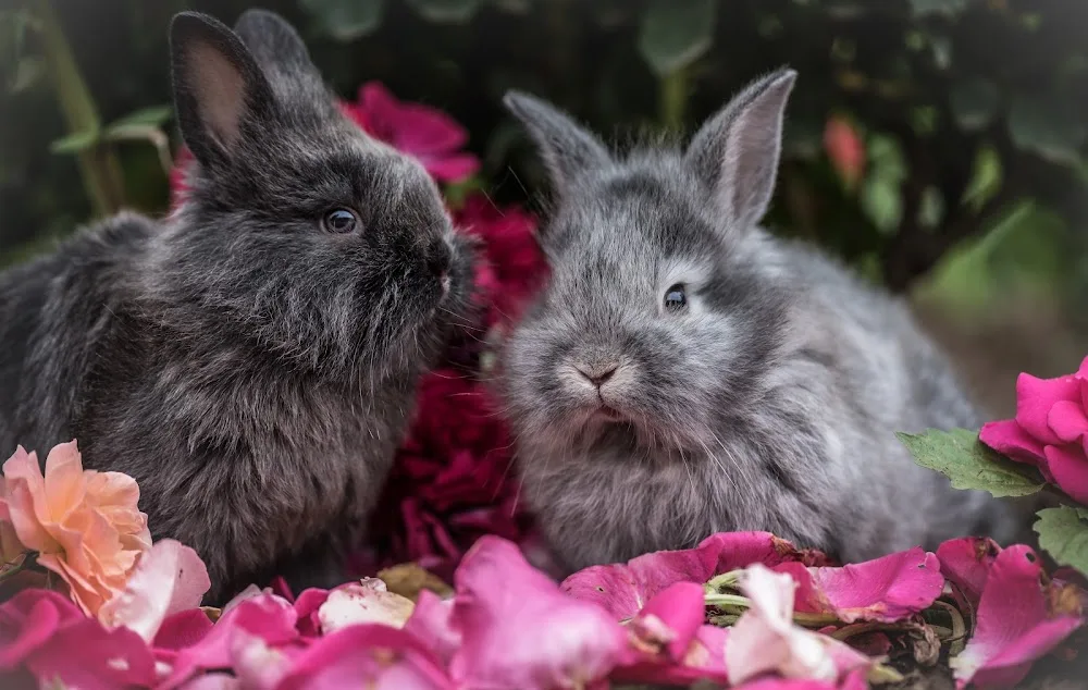 Binky Bunny Boarding & Grooming - City of Southampton pet otel