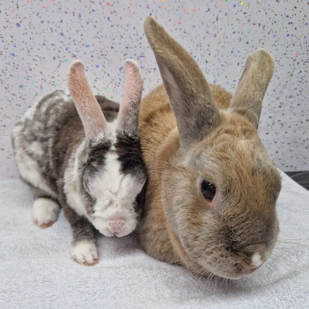 Binky Bunny Boarding & Grooming - City of Southampton pet otel görseli 3