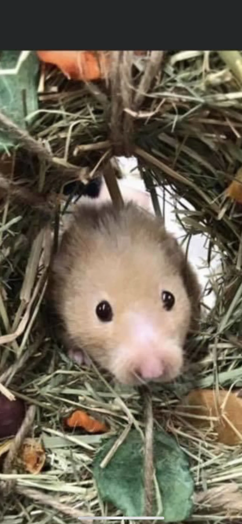 Blossom Tree Small Animal Boarding - City of Southampton pet otel