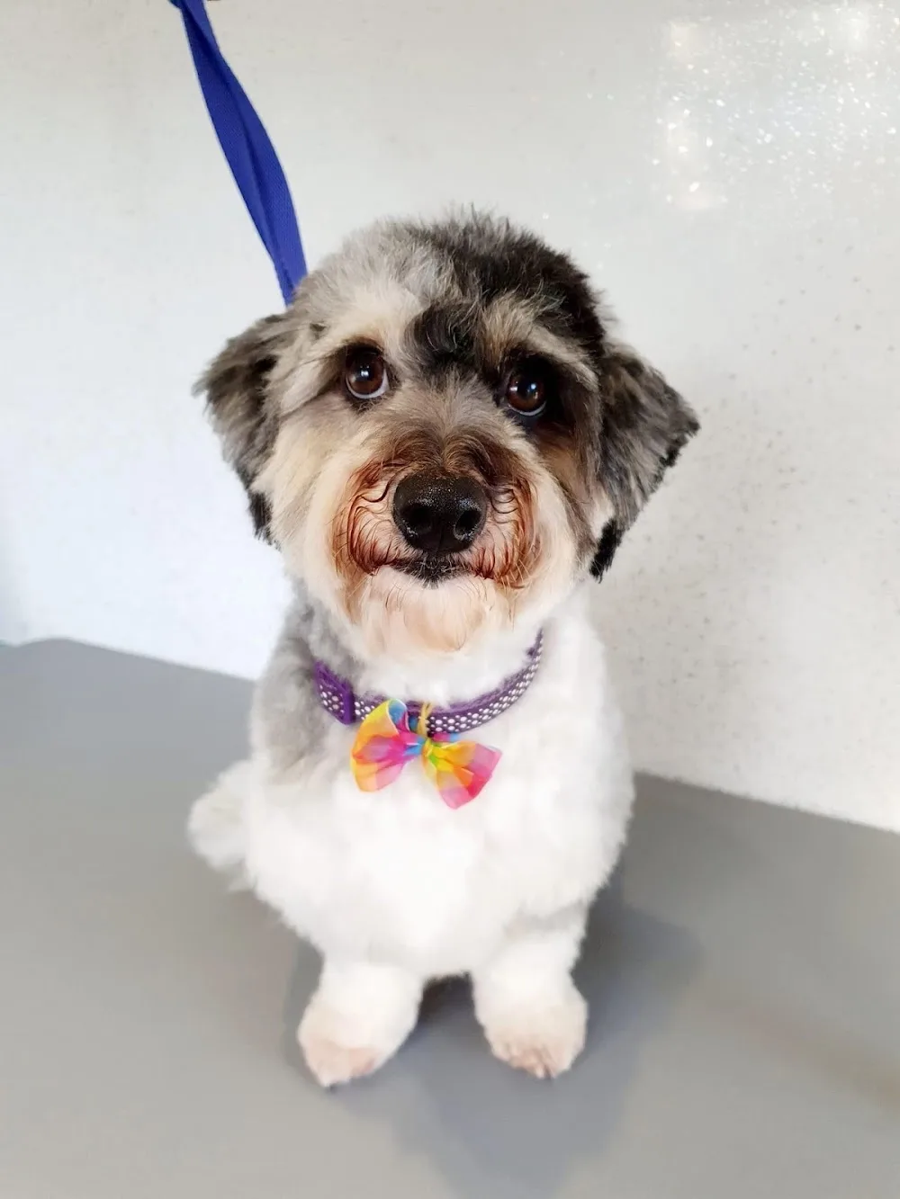 New Forest Pet Services - City of Southampton pet otel