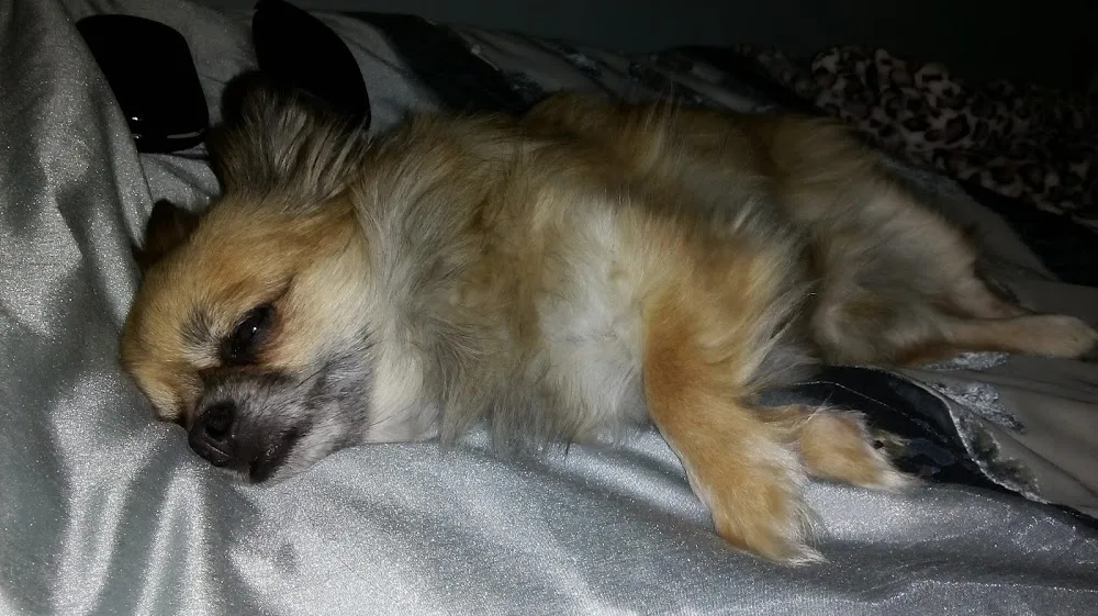 New Forest Pet Services - City of Southampton pet otel görseli 3