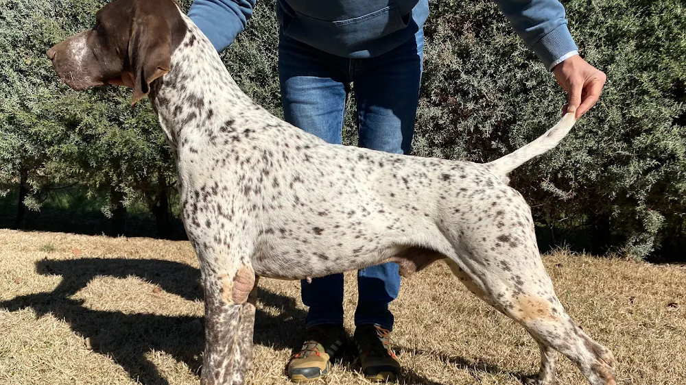 Castillo de Calatrava Kennel - Ciudad Real pet otel